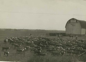 corwell-farm